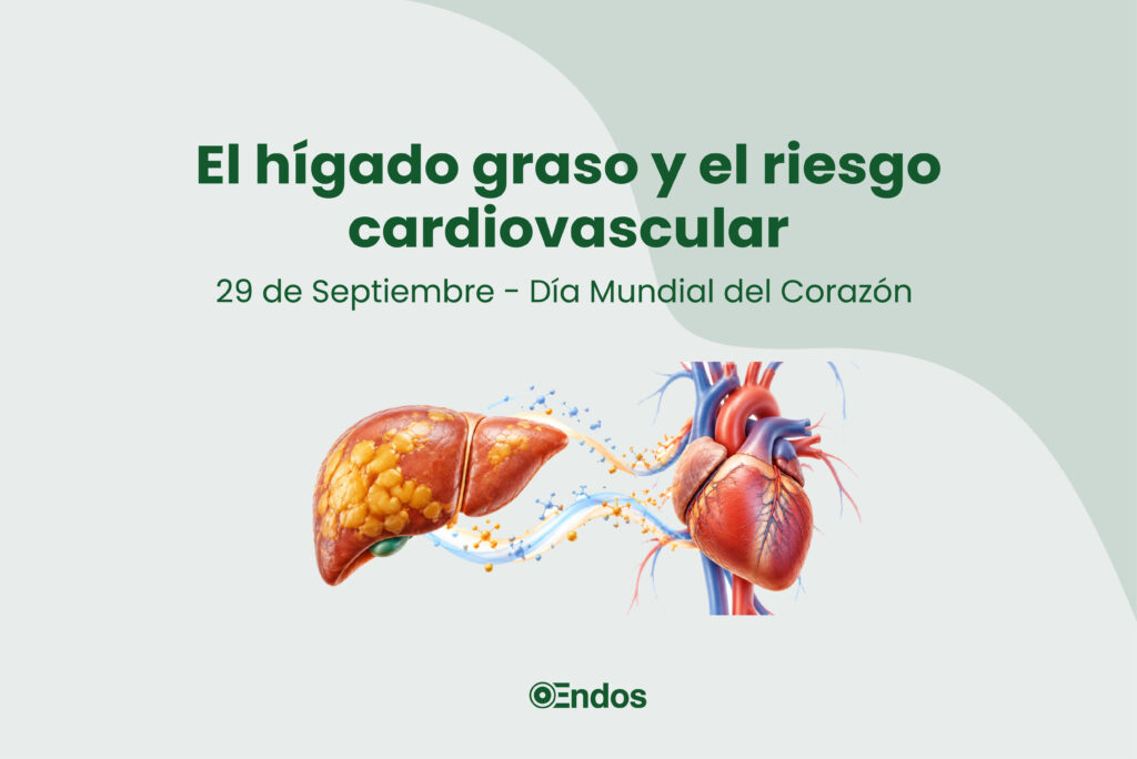 El hígado graso y el riesgo cardiovascular.